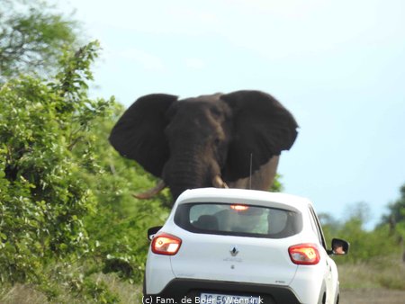 191121_162502-09 Olifant gebied achteruit te gaan.JPG